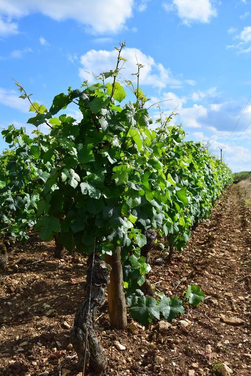 Apartament La Route Des Vins Beaune  Zewnętrze zdjęcie